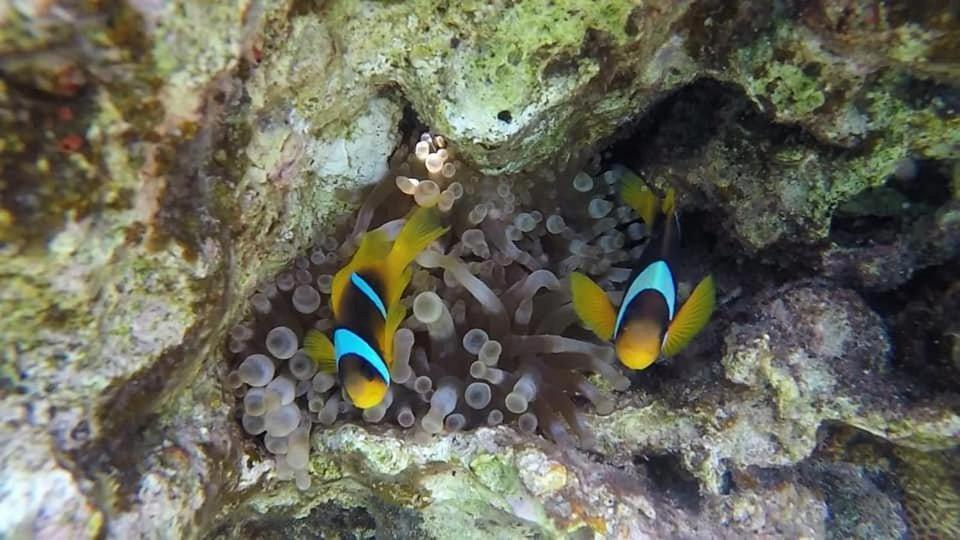 Bait Alaqaba Dive Center & Resort Экстерьер фото
