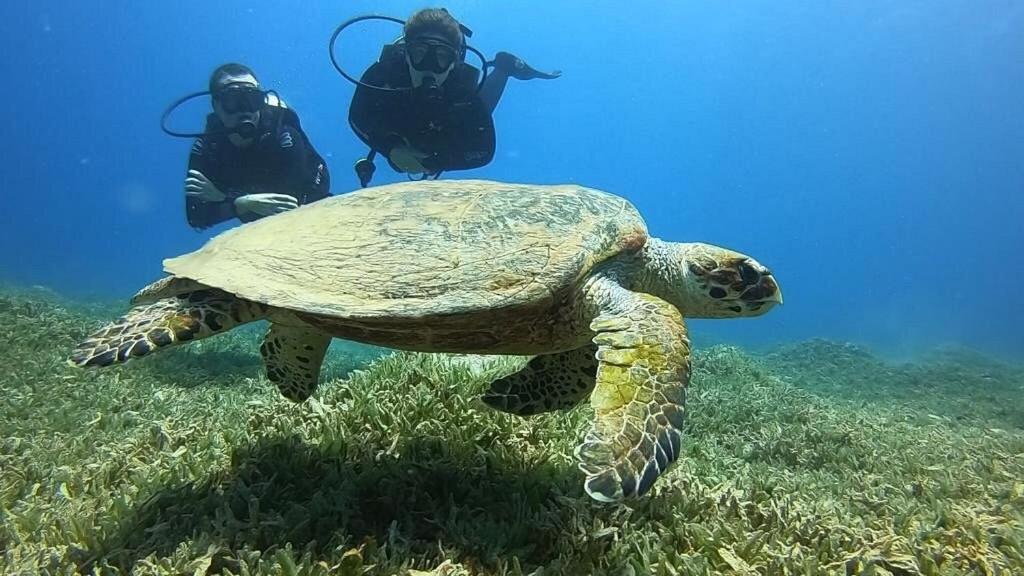 Bait Alaqaba Dive Center & Resort Экстерьер фото