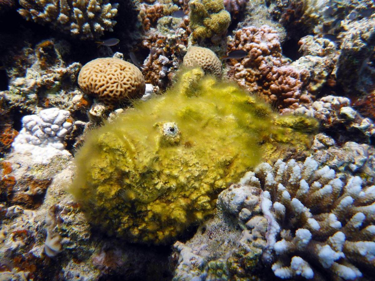Bait Alaqaba Dive Center & Resort Экстерьер фото