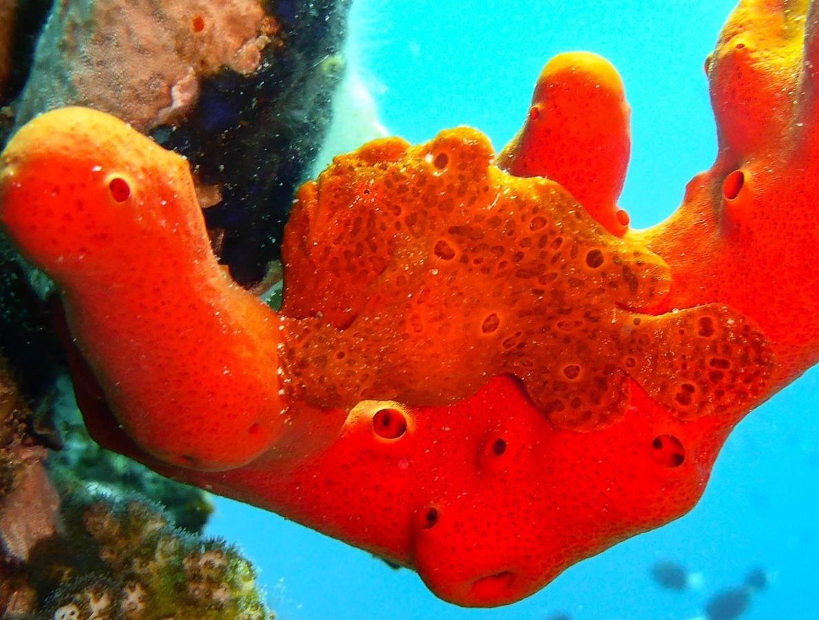 Bait Alaqaba Dive Center & Resort Экстерьер фото